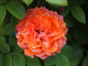 Una preciosa flor de color naranja