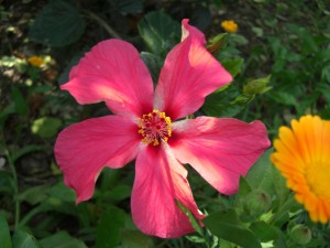 Un hibisco rosa junto a una gerbera amarilla