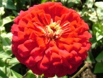Una gran flor con muchos pétalos rojos