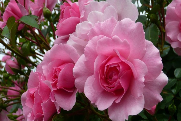 Espléndidas rosas de color rosa
