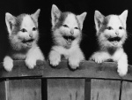 Tres gatitos felices