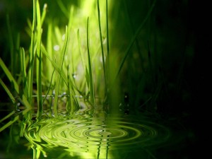 Postal: Ondas en el agua entre la hierba