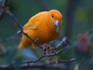 Postal: Pájaro naranja con una hoja en el pico