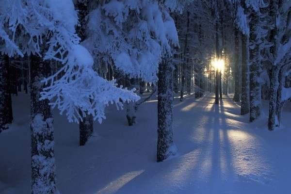 Los rayos de sol penetran en un bosque cubierto de nieve