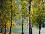 Hermosos árboles próximos al lago