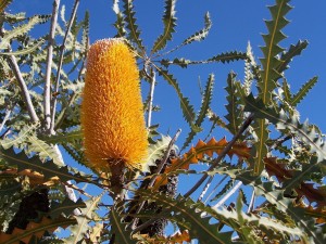 Plantación de Banksia ashbyi