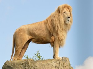 Postal: Impresionante león sobre una roca