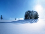 Conjunto de árboles sobre la blanca nieve
