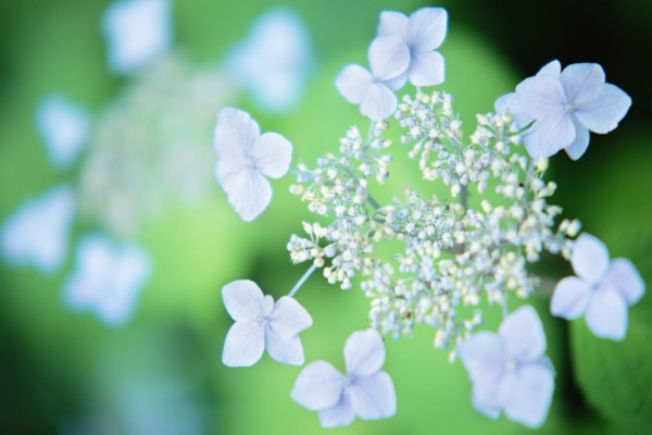 Unas bonitas flores blancas