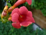 Flores trompeta (Campsis radicans)
