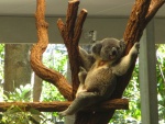 Koala en un zoo