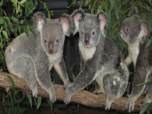 Tres koalas en la misma rama