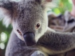 Ojos y nariz de un koala