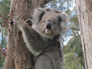Postal: Una koala con su cría en lo alto de un árbol
