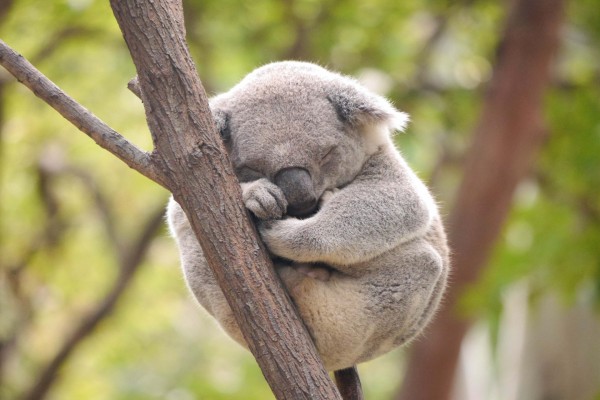 Un bonito koala dormido