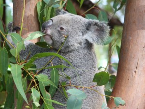Koala mordiendo una hoja