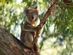 Un koala agarrado a una rama