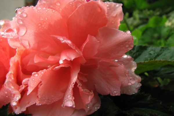 Gotas de agua sobre una bella flor rosa