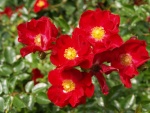 Hermosas flores de color rojo