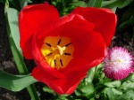 Flor roja con el interior amarillo