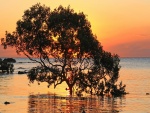 Puesta de sol trás un árbol sumergido en el mar