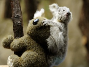 Postal: Koala bebé sobre un peluche
