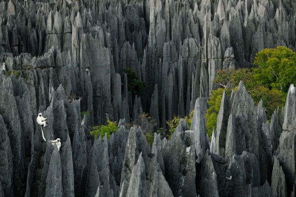 Lémures en unas rocas, Madagascar