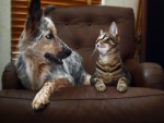 Dos amigos sentados en el sofá