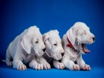 Tres cachorros blancos descansando