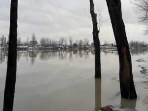 Postal: Árboles en las frías aguas del río