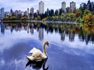 Cisne en el lago de una gran ciudad