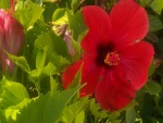 Hibiscos rojos en la planta