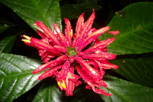 Flor repleta de gotas de agua