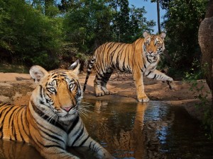 Tigres refrescándose en el agua