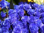 Rosas azules