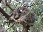 Gran koala dormido en el árbol