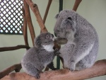 Pequeño koala junto a su madre