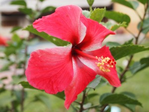 Un hibisco rojo