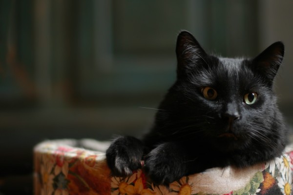 La cara de un bonito gato negro