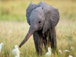 Elefantito haciendo amistades