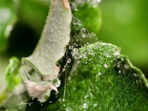 Tela de araña mojada entre dos hojas verdes