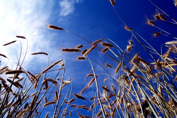 Espigas de trigo bajo un cielo azul