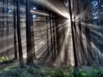 Los rayos del sol penetrando en el interior del bosque