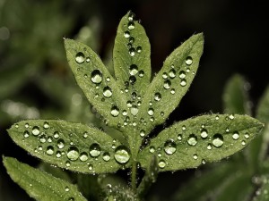 Postal: Gotas de agua en las hojas de una planta