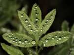 Gotas de agua en las hojas de una planta