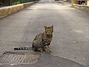 Postal: Gato callejero junto a una alcantarilla