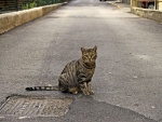 Gato callejero junto a una alcantarilla