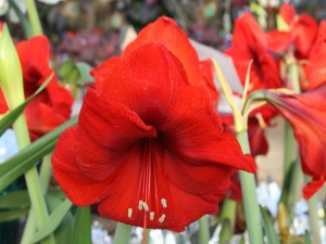 Postal: Hermosas flores rojas creciendo en un jardín