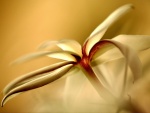 Una delicada flor blanca