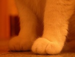 Las patas delanteras de un gato